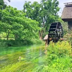【安曇野】の大王わさび農場で、涼んでみませんか？