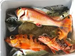 【神奈川・小田原】釣った魚の割烹コースを味わう！贅沢な遊びを紹介♪
