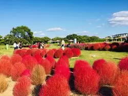 【福岡】もふもふのコキアも！海の中道海浜公園で1日過ごしちゃおう