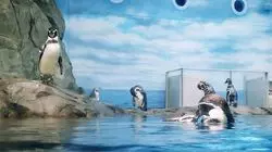 江ノ島水族館の割引情報2019！お得な料金から見どころまで紹介！
