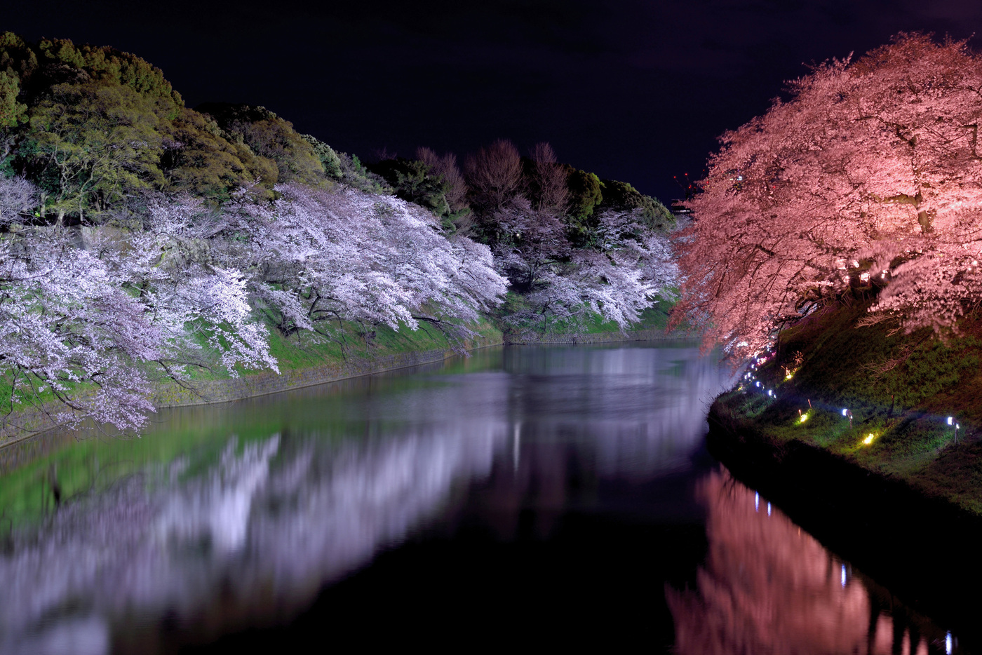 【2025】東京の桜の見頃はいつまで？開花から満開時期やお花見おすすめスポットも紹介の画像