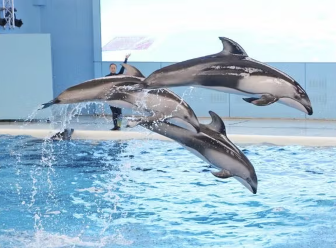 神奈川でおすすめの水族館6選！子連れやカップルにぴったりの施設も紹介の画像