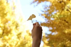Seasonal events いちょう並木から明治神宮、原宿へ。秋の選りすぐり散歩コース
