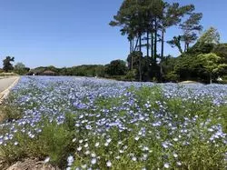 【淡路島】季節を感じる花畑？！兵庫にあるイングランドの丘へ行こう