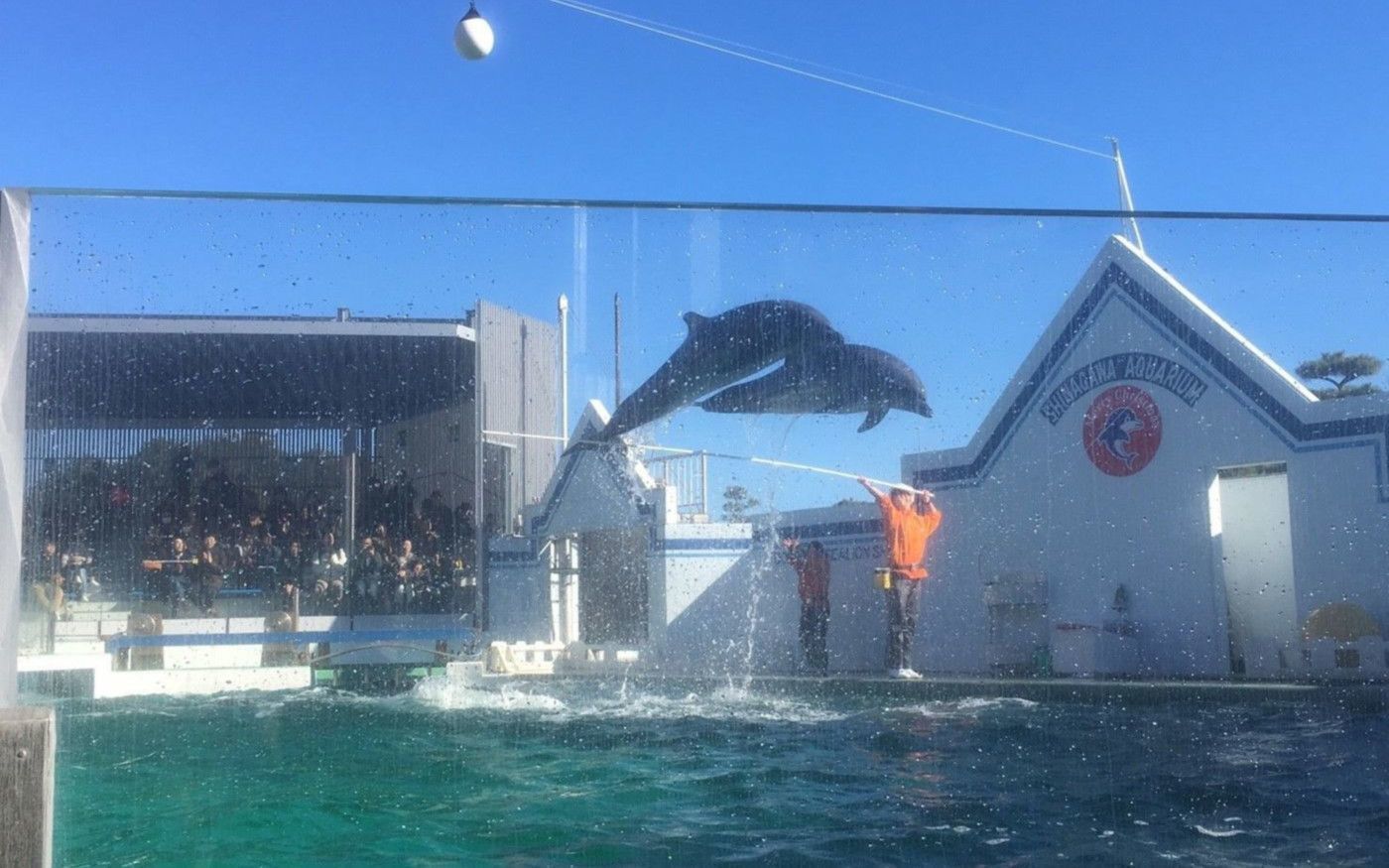 品川にある「マクセル アクアパーク品川」と「しながわ水族館」を徹底比較！の画像