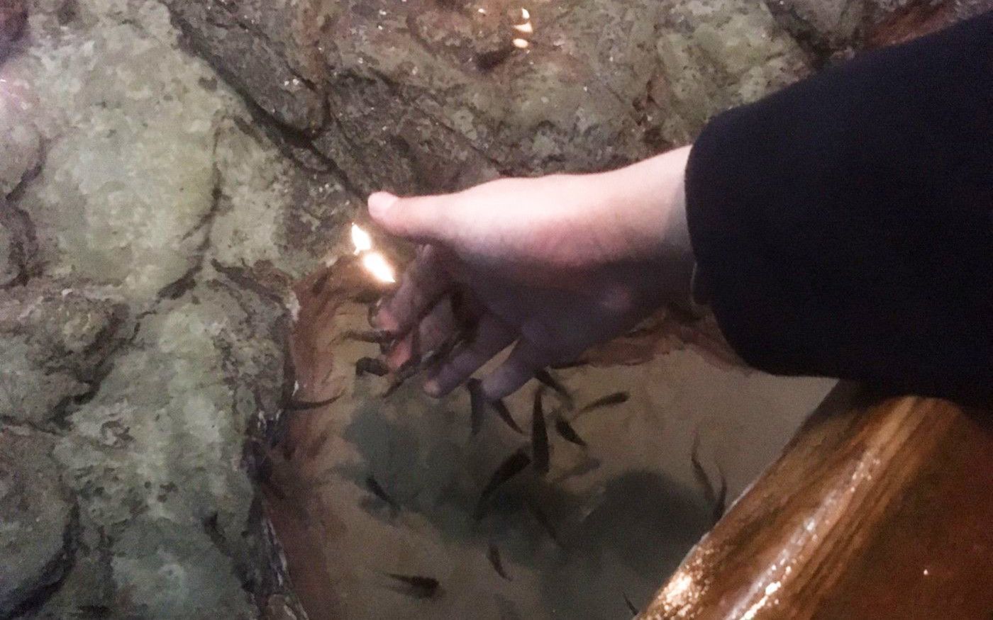 品川にある「マクセル アクアパーク品川」と「しながわ水族館」を徹底比較！の画像