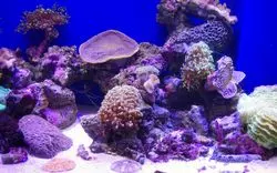 沼津の水族館を遊び尽くしたい方必見！3つの水族館を徹底解剖！