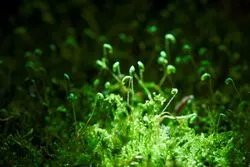 早春に咲く苔の花を愛でるプログラム「春のお苔見」！小さな苔の世界を楽しもう