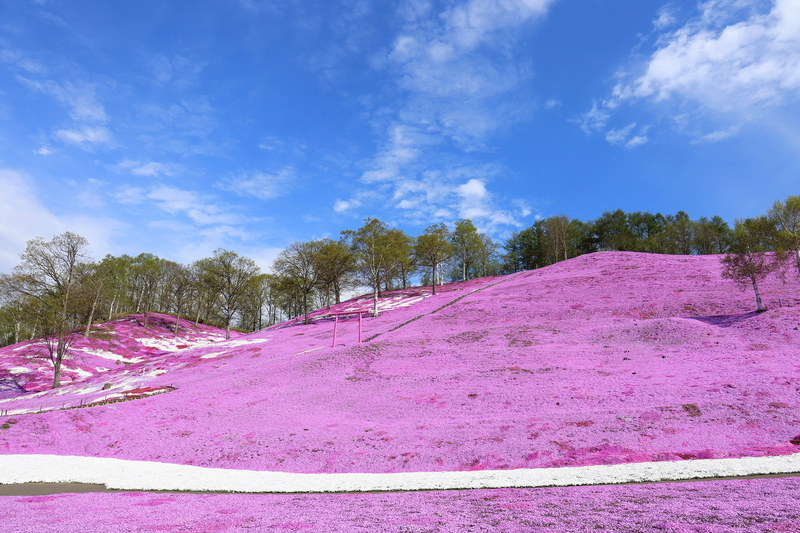 5月の北海道は観光のベストシーズン! 1枚目