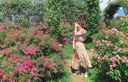 綺麗なバラに囲まれたい！千葉の京成バラ園へのおでかけはいかが？