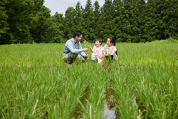 【リゾナーレ那須】お米の一生を学ぶ「お米の学校」開校！稲作や羽釜炊きを味わう旅育体験