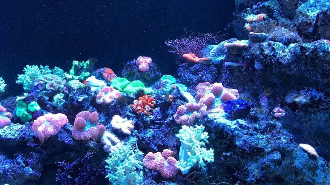 品川にある「マクセル アクアパーク品川」と「しながわ水族館」を徹底比較！の画像