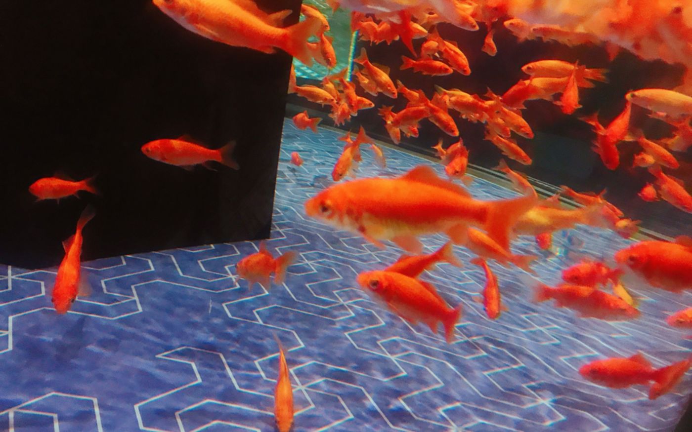 【東京】水族館デートで距離を縮めよう！おすすめ水族館6選と番外編の画像