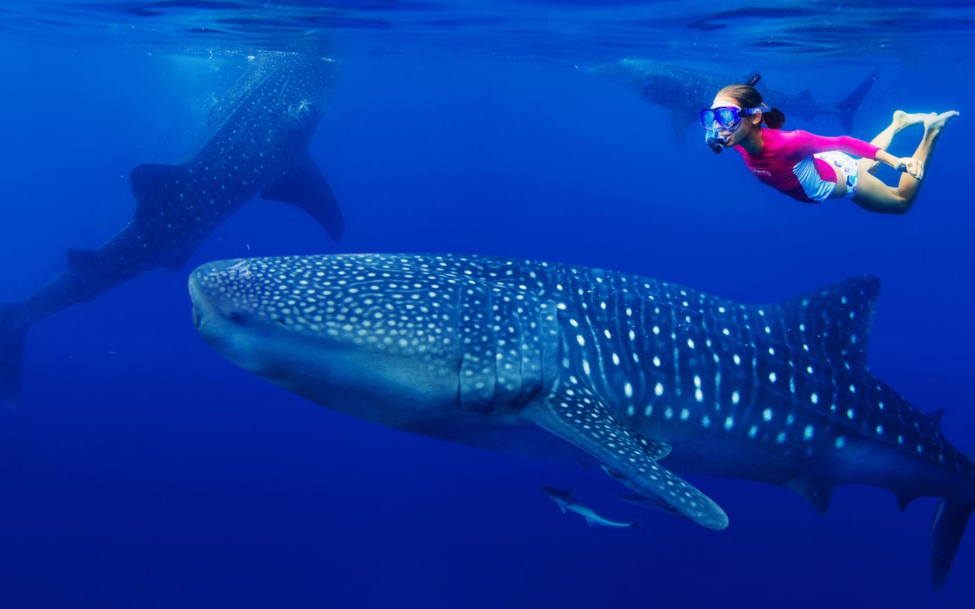 水族館でジンベイザメを見たい！どこで見られるか紹介♪の画像