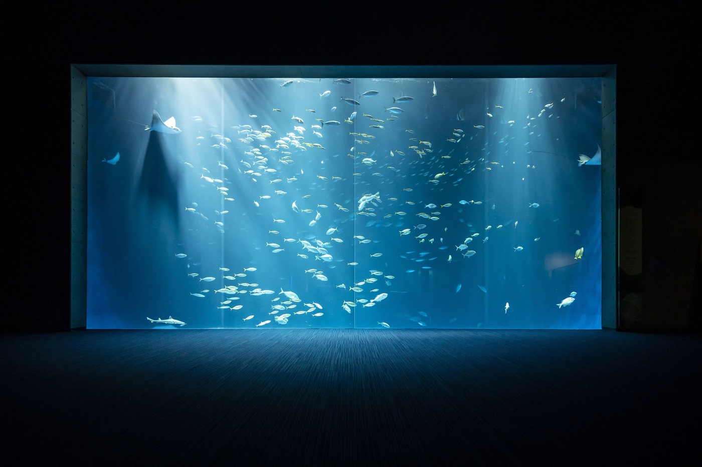 家族みんなで海の世界を探検！四国最大の海洋生物展示数｜四国水族館の画像