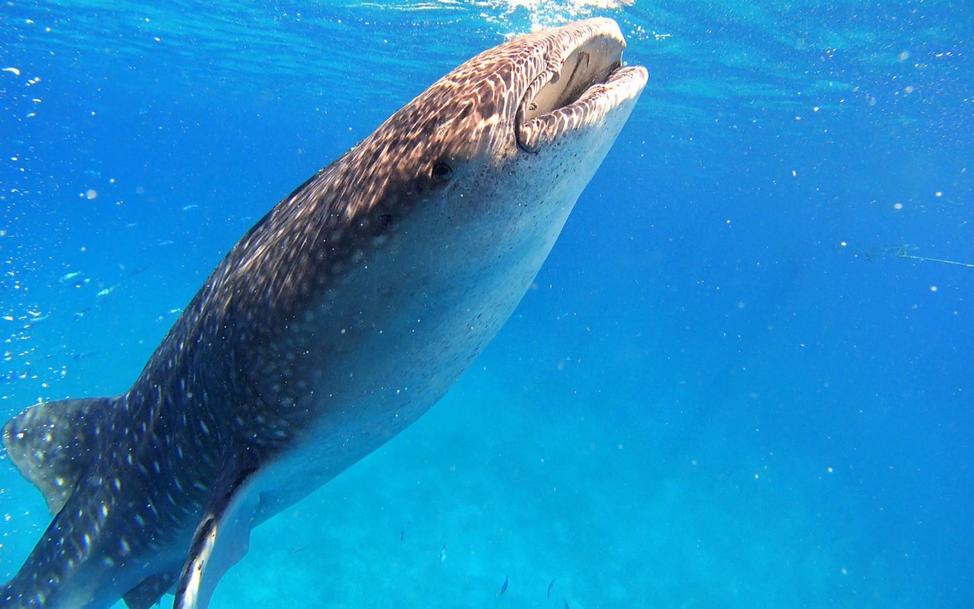 水族館でジンベイザメを見たい！どこで見られるか紹介♪の画像