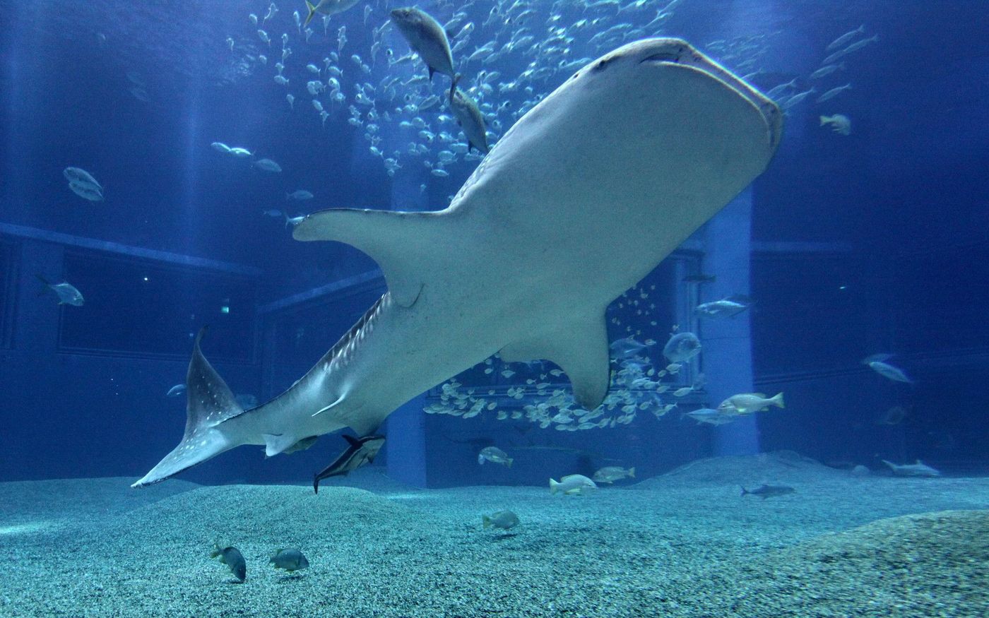 水族館でジンベイザメを見たい！どこで見られるか紹介♪の画像