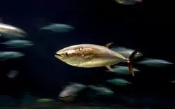 水族館で元気なマグロ！圧巻の迫力を葛西臨海水族園で体感しよう！