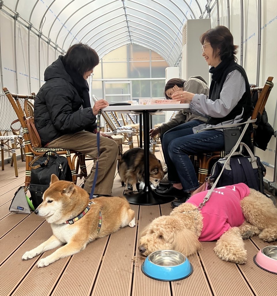 世界の珍しい料理が楽しめる『サクラカフェ 日暮里』！ペット同伴OKのテラス付きレストランの画像