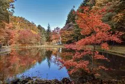 【2025】北海道札幌の隠れた紅葉の穴場スポット『紅櫻公園』！見頃の時期に行ってみよう