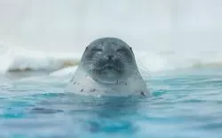 海遊館のアザラシが丸すぎると話題に！会いに行って癒されよう