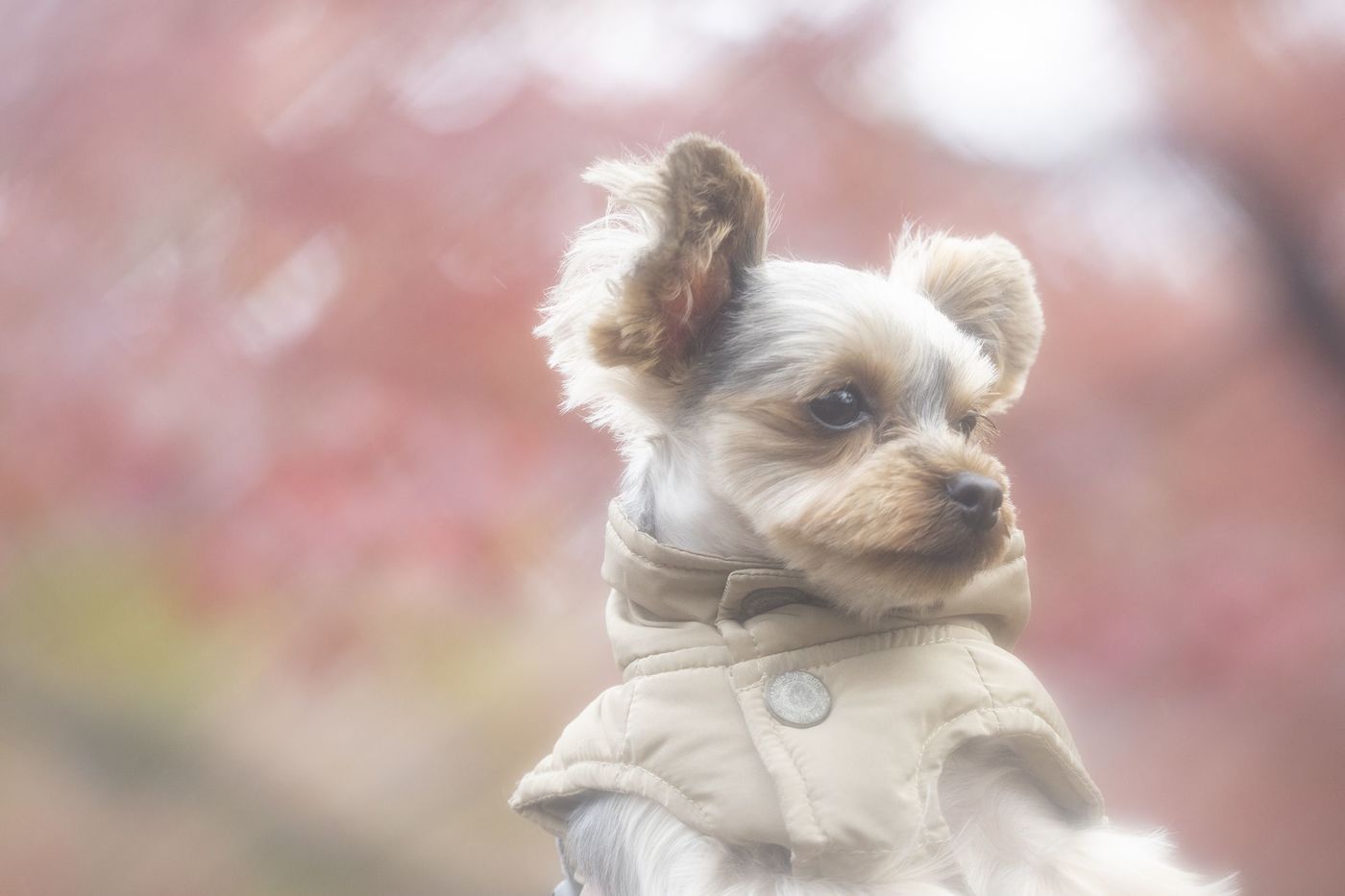 犬用ハーネスは「Ethical Door」がおすすめ！ベスト型でペットにやさしいハーネスの画像