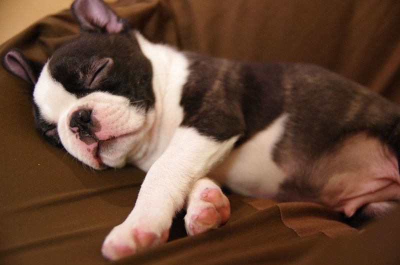 洗える犬用ベッド12選 選び方や便利 おしゃれな商品をご紹介 Aumo アウモ