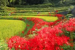 【奈良】花の絶景！夏が過ぎ去ろうとしている今からが見頃♪