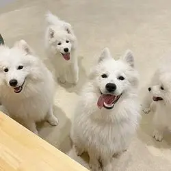 サモエド専門犬カフェ『サモエドカフェmoffu 原宿店』！天使の笑顔が出迎えるもふもふ天国