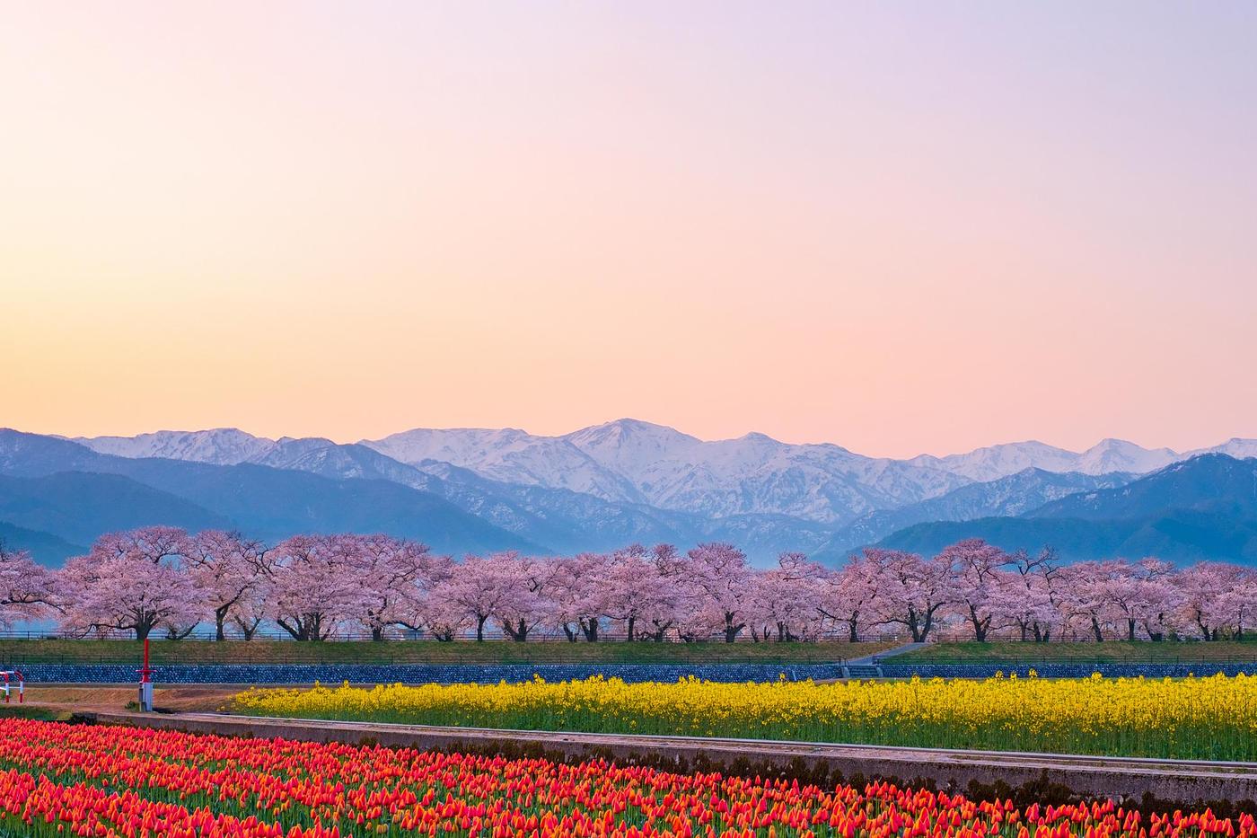 aumoユーザーに聞いた！春に行きたいグルメ×おでかけスポット5選の画像