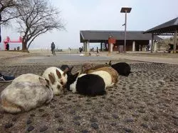 瀬戸内海に浮かぶうさぎの楽園 ！？広島の大久野島に行ってみよう♪