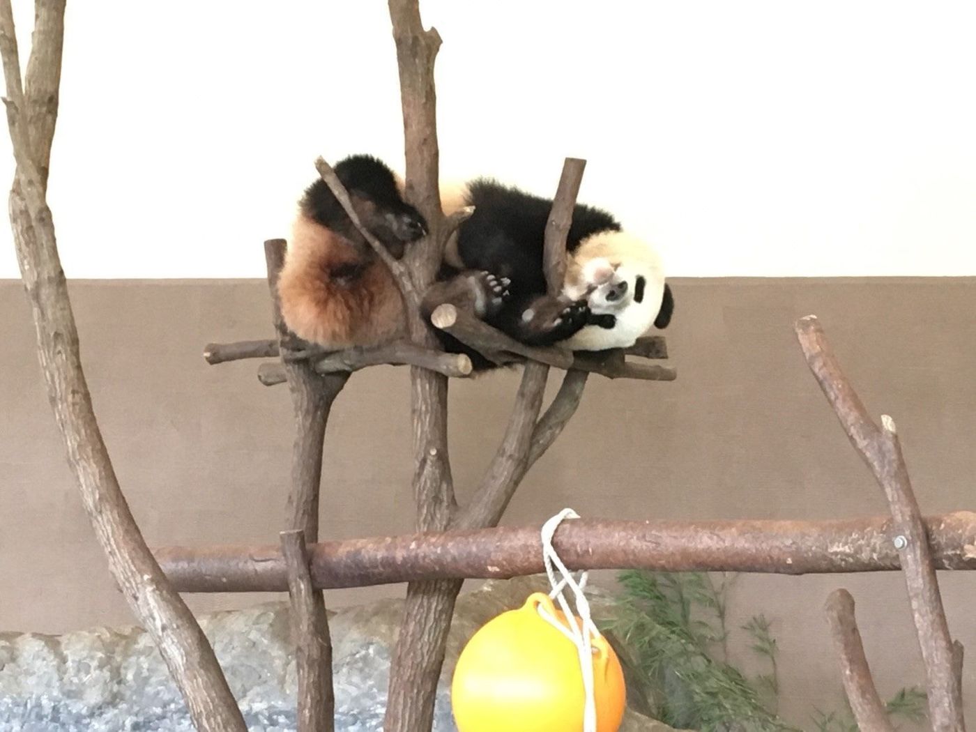 【和歌山】アドベンチャーワールド！パンダの魅力をご紹介♡の画像