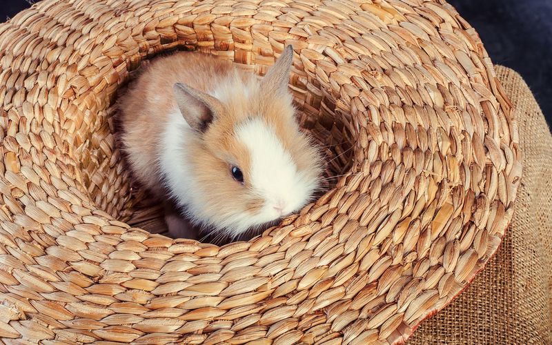 うさぎの飼い方を学ぶ 寿命や種類 ペットショップと専門店の値段 Aumo アウモ