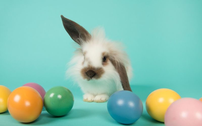 うさぎの飼い方を学ぶ 寿命や種類 ペットショップと専門店の値段 Aumo アウモ