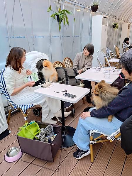 【谷中】サクラカフェ＆レストラン日暮里！ペット同伴OKの隠れ家カフェで谷中散策の合間におすすめの画像