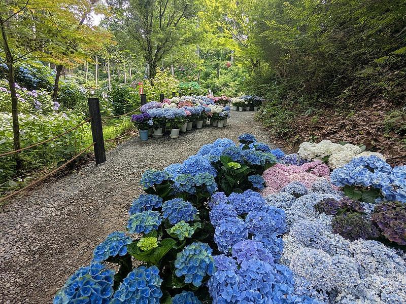 【和歌山】ホテルハーヴェスト南紀田辺で梅雨シーズンを満喫！あじさい曼荼羅園と雨の日のゴルフシミュレーターの画像