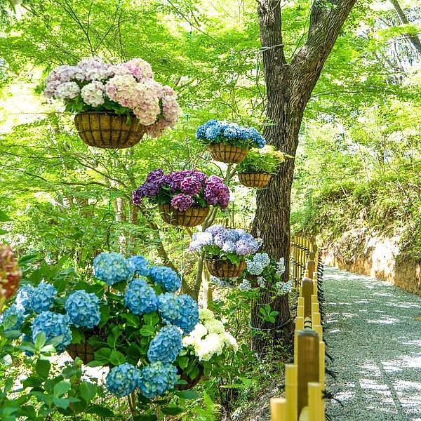【和歌山】ホテルハーヴェスト南紀田辺で梅雨シーズンを満喫！あじさい曼荼羅園と雨の日のゴルフシミュレーターの画像