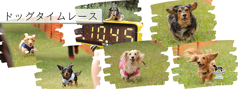 【茨城】こもれび森のイバライドのわんちゃんフェスティバル！大切な愛犬と過ごす夢のような1日の画像