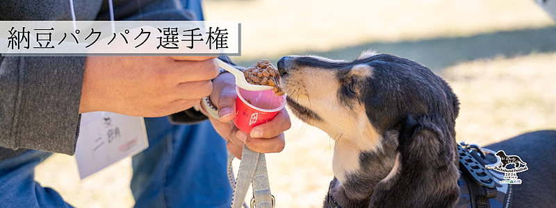 【茨城】こもれび森のイバライドのわんちゃんフェスティバル！大切な愛犬と過ごす夢のような1日の画像