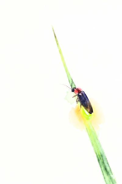 【山梨・八ヶ岳】グランドメルキュール八ヶ岳リゾート＆スパ！6月週末限定ホタル放虫体験と新アクティビティ「ビリッカー」の画像