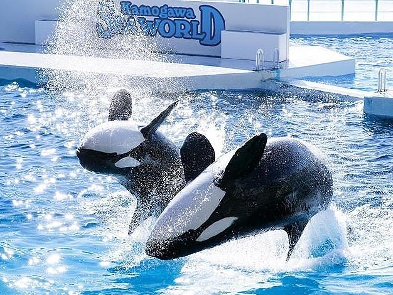 【千葉】南房総 鴨川温泉 鴨川館の初夏避暑旅！客室食や温泉ぷーろ、周辺観光も紹介の画像