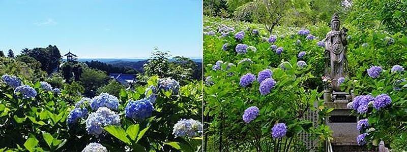 【千葉】南房総 鴨川温泉 鴨川館の初夏避暑旅！客室食や温泉ぷーろ、周辺観光も紹介の画像