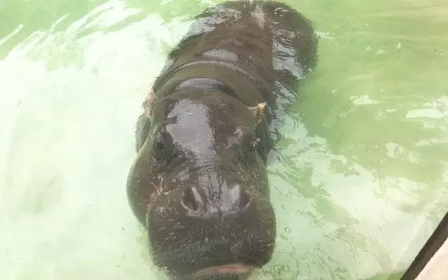 こんなキュートなカバ見たことある？「コビトカバ」 1枚目