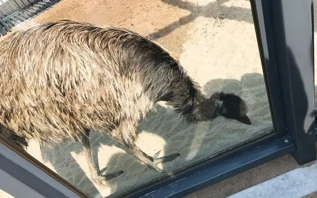上野動物園の走るのが得意な動物♡「エミュー」 1枚目