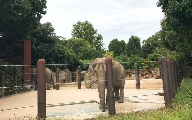 みんな大好き、動物園の王様「ゾウ」♡ 1枚目
