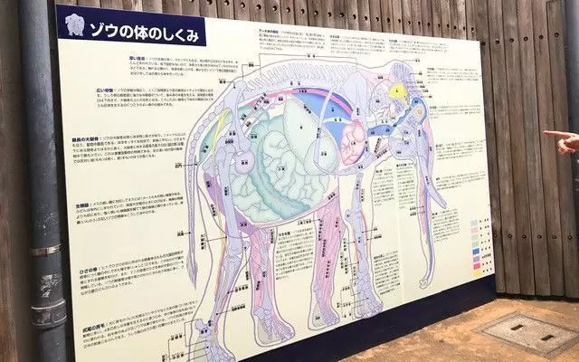 上野動物園で動物の仕組みまで知ろう♪ 1枚目