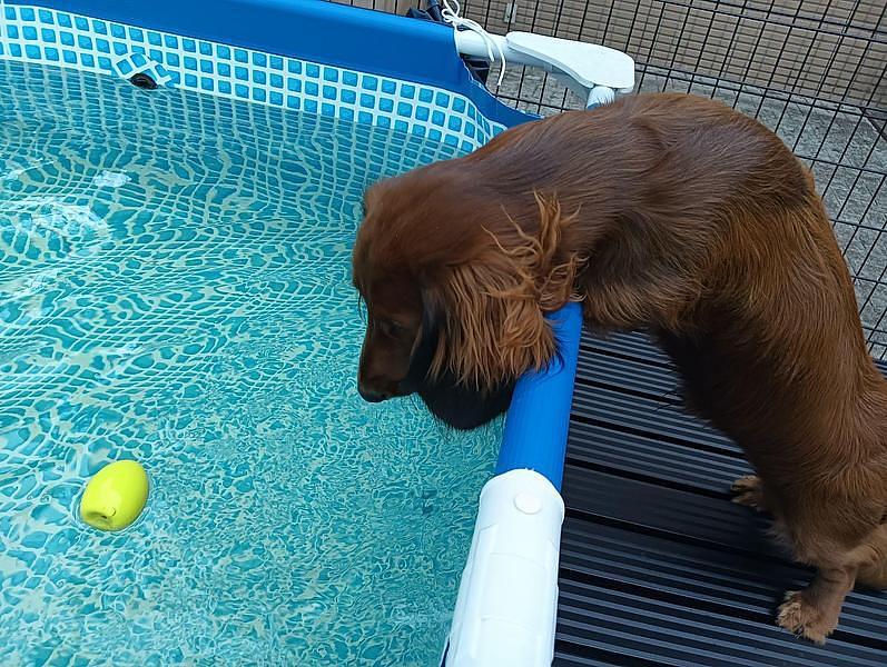 【浜名湖】愛犬と夏を満喫！プール＆ミスト付きドッグランで暑さ対策も万全の『わんわんパラダイス 浜名湖』の画像