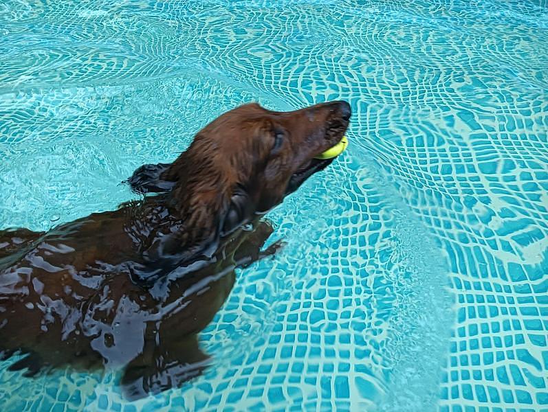 【浜名湖】愛犬と夏を満喫！プール＆ミスト付きドッグランで暑さ対策も万全の『わんわんパラダイス 浜名湖』の画像
