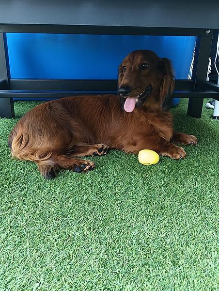 【浜名湖】愛犬と夏を満喫！プール＆ミスト付きドッグランで暑さ対策も万全の『わんわんパラダイス 浜名湖』の画像
