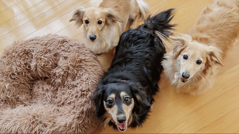 【那須塩原】天候を気にせず愛犬と過ごせる！『わんわんパラダイス プレミア 塩原』の3つのドッグラン＆リブランド1周年記念プランの画像